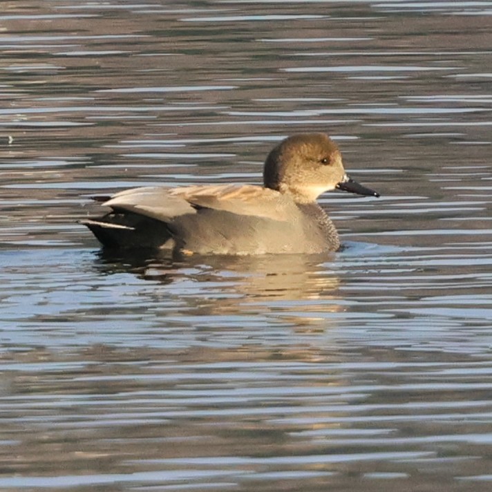 kopřivka obecná - ML646858465