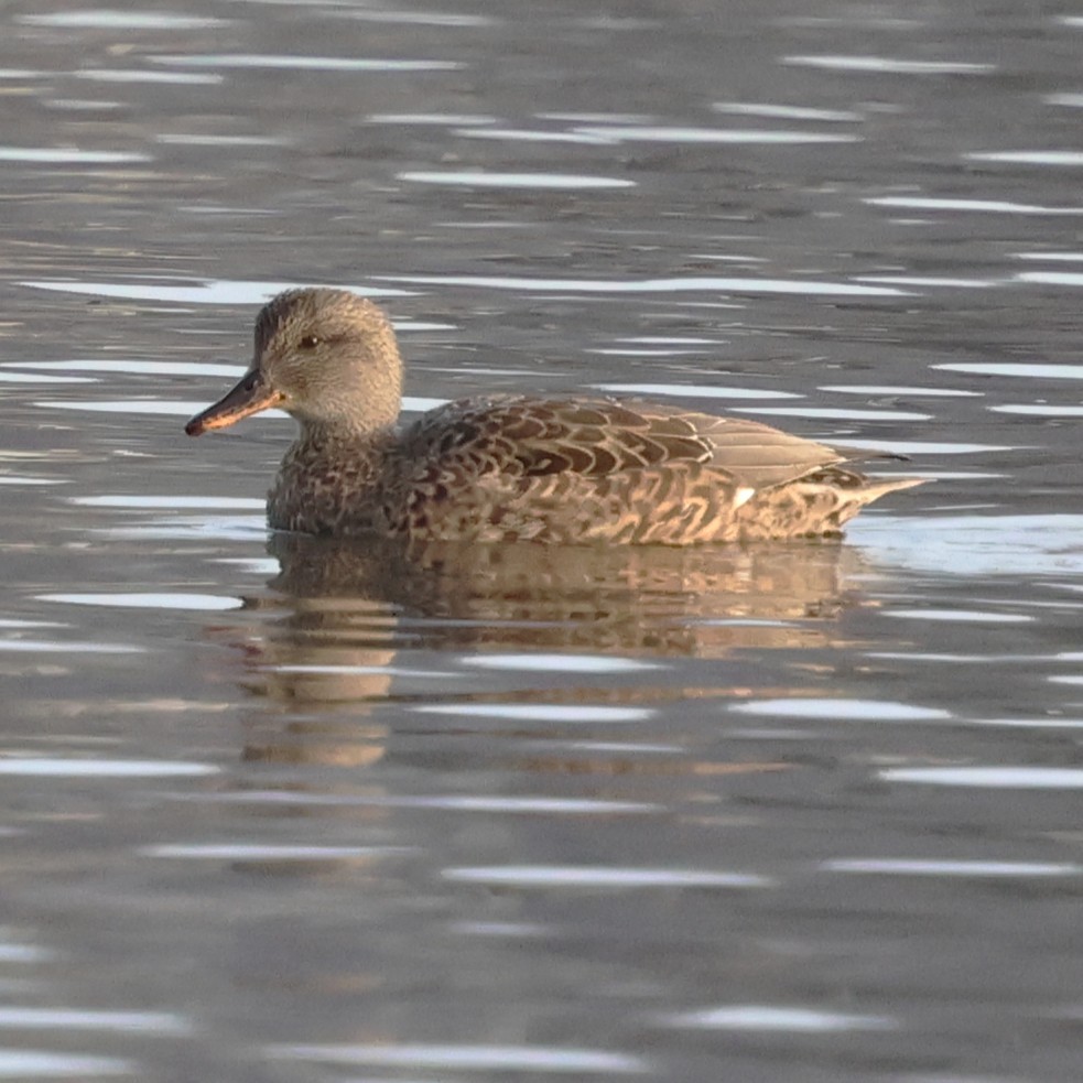 kopřivka obecná - ML646858466