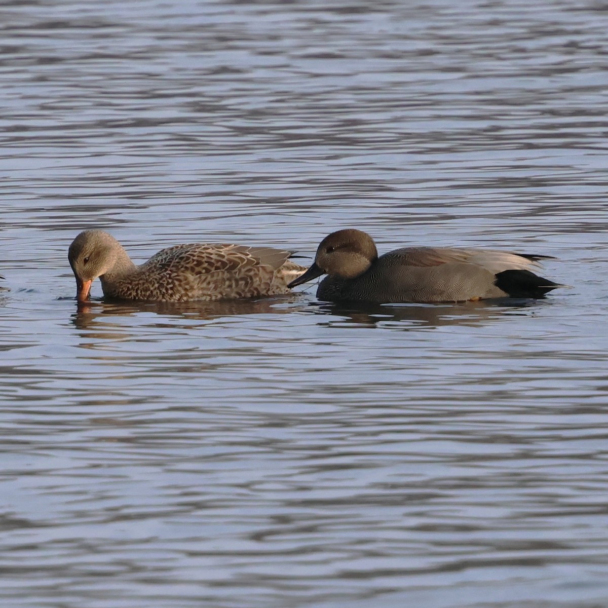 kopřivka obecná - ML646858467