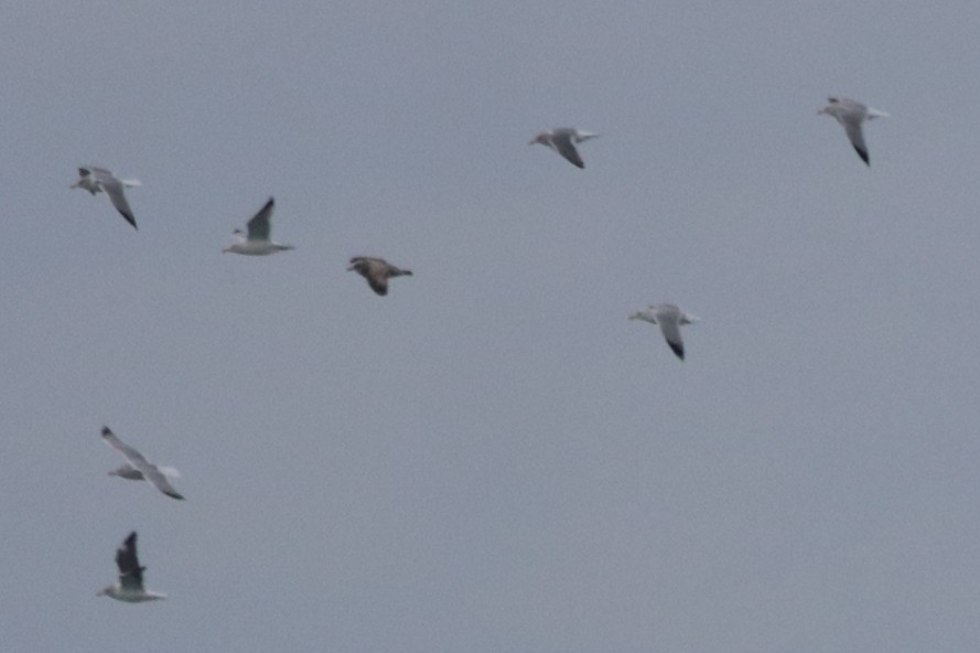 Gaviota Argéntea Americana x Sombría (híbrido) - ML646858468