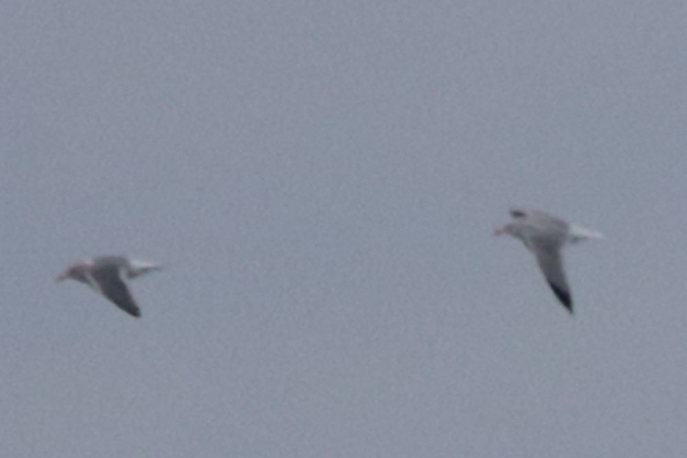 Gaviota Argéntea Americana x Sombría (híbrido) - ML646858469