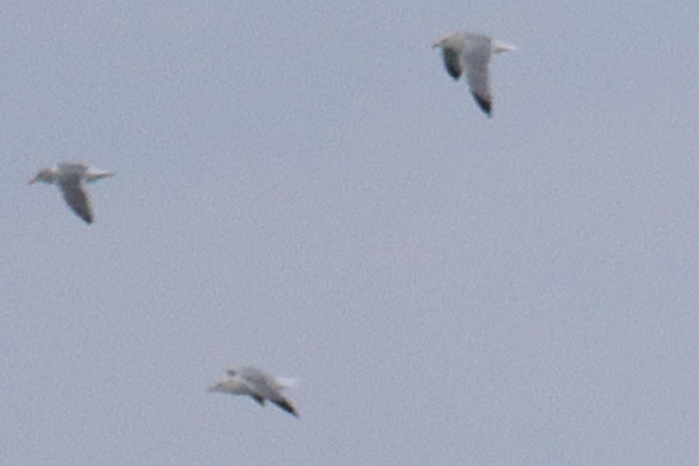 Gaviota Argéntea Americana x Sombría (híbrido) - ML646858470