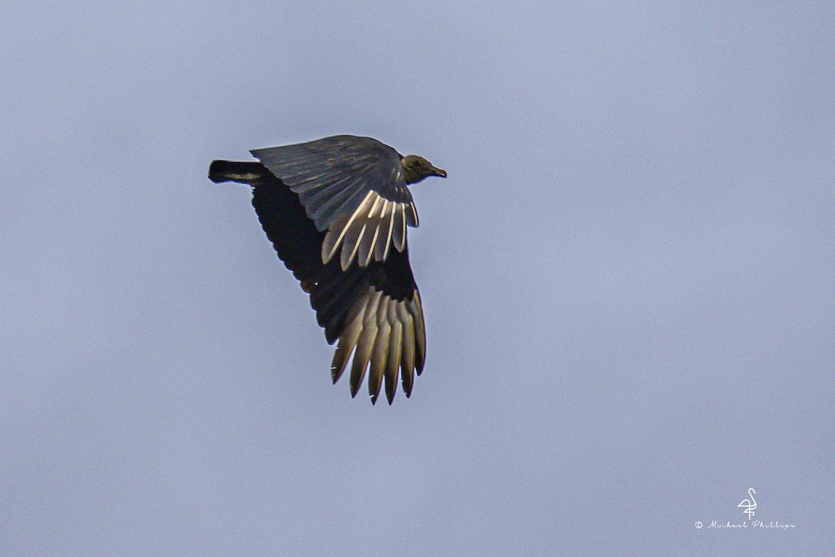 Катарта чорна - ML646858473