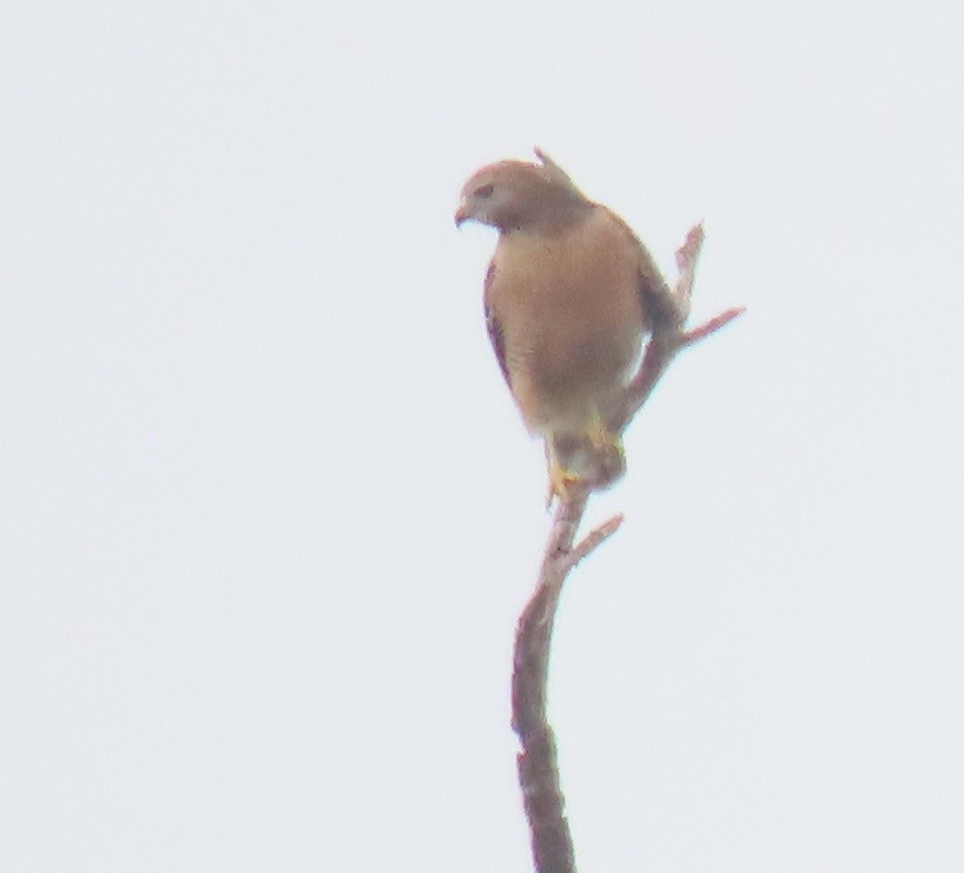 Red-shouldered Hawk - ML646858480