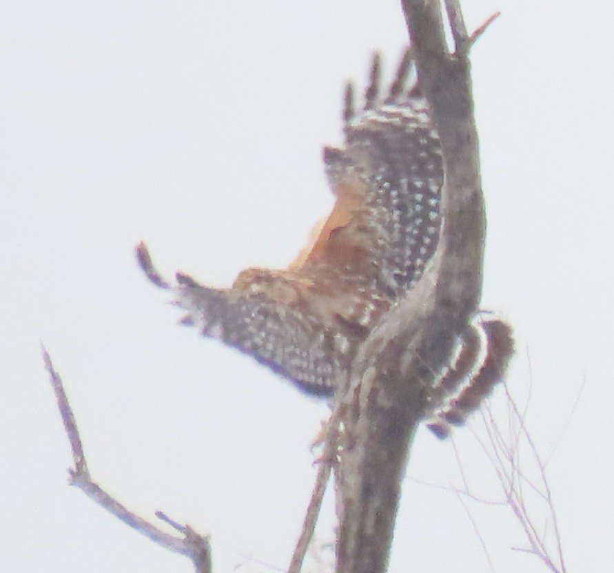 Red-shouldered Hawk - ML646858481