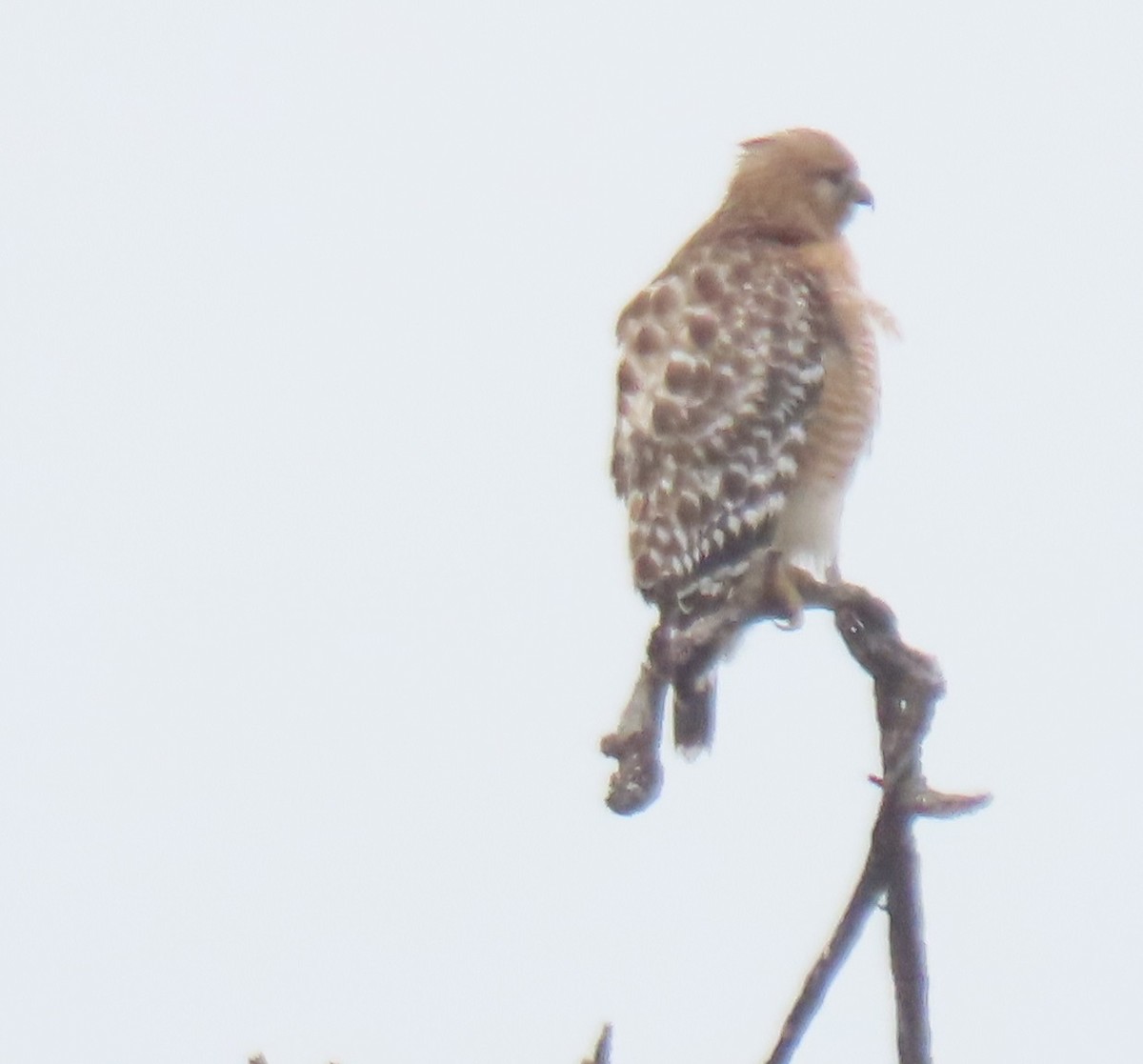 Red-shouldered Hawk - ML646858482