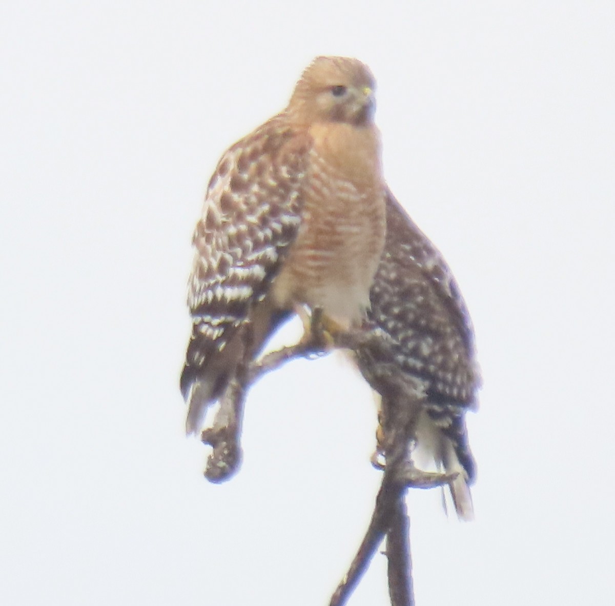 Red-shouldered Hawk - ML646858483