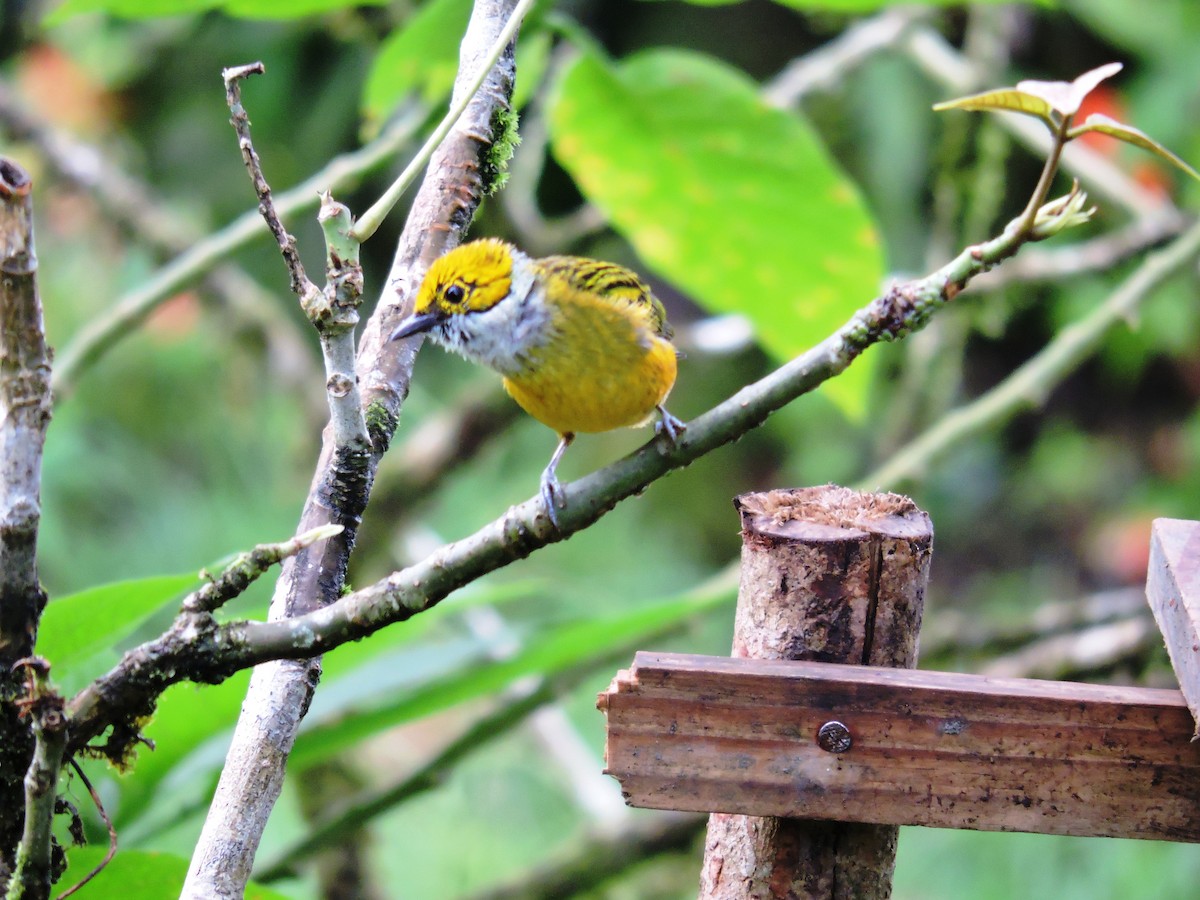 Gümüş Boyunlu Tangara - ML646858490