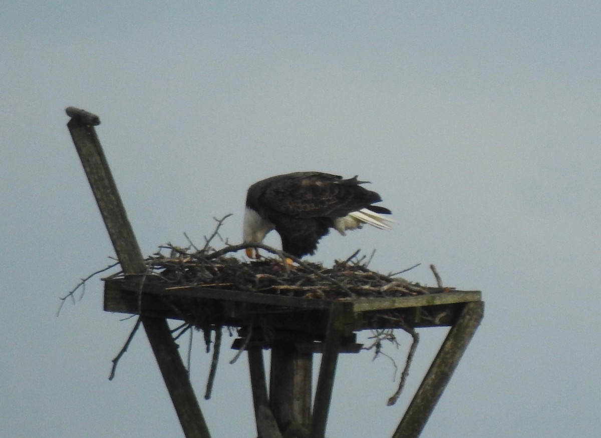 Bald Eagle - ML646858497