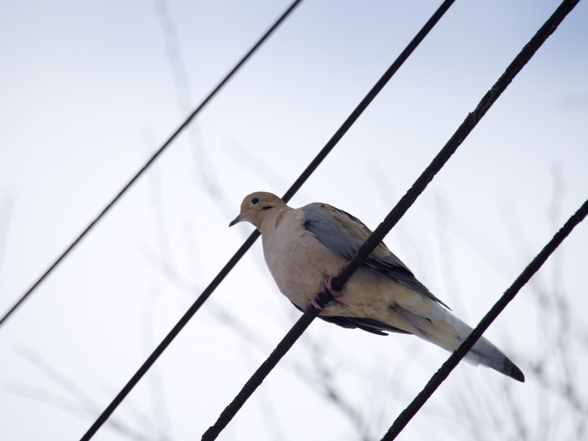 Mourning Dove - ML646858498