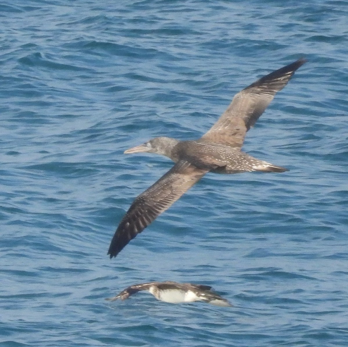 Северная олуша - ML646858512