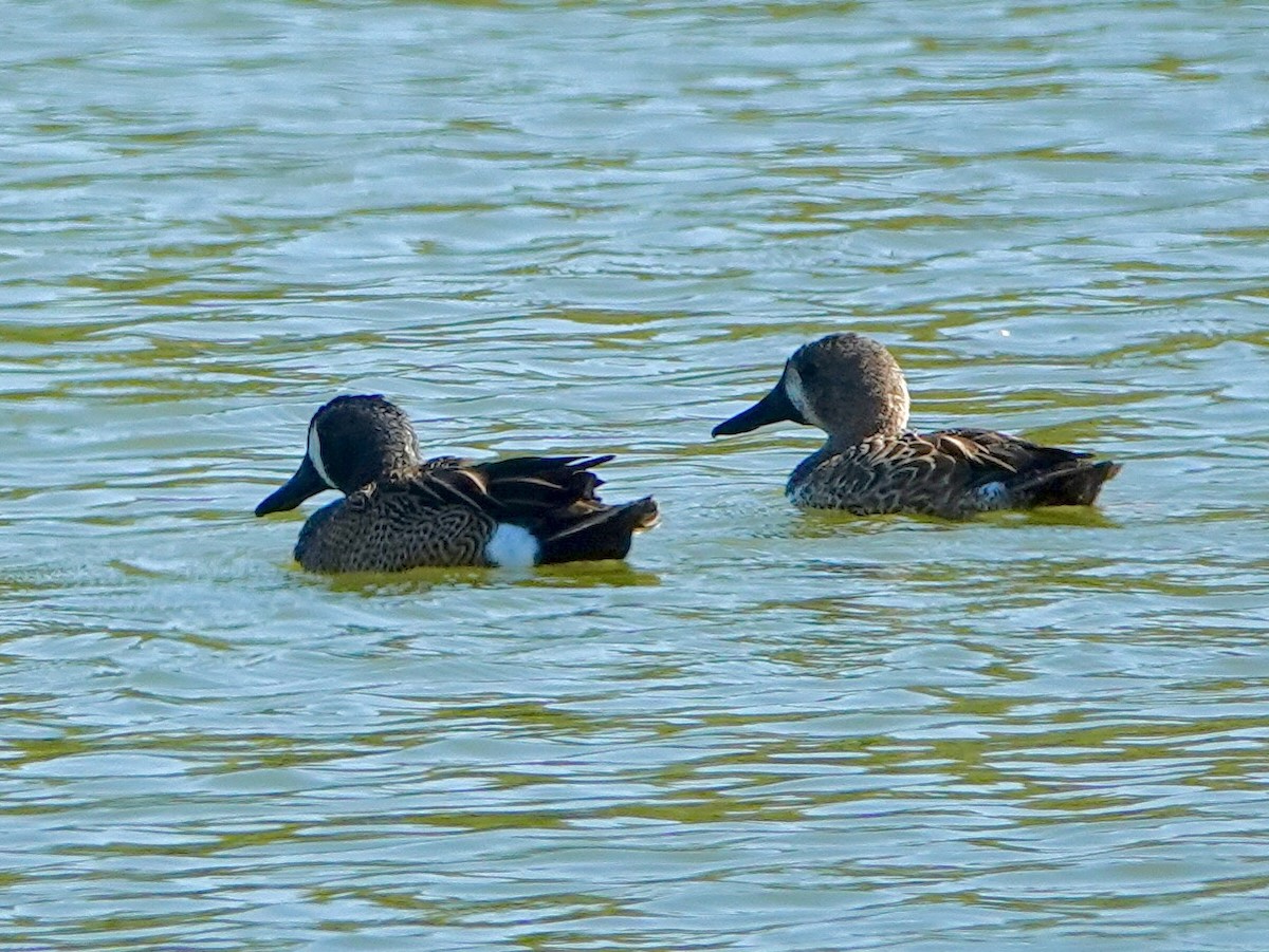 Blue-winged Teal - ML646858516