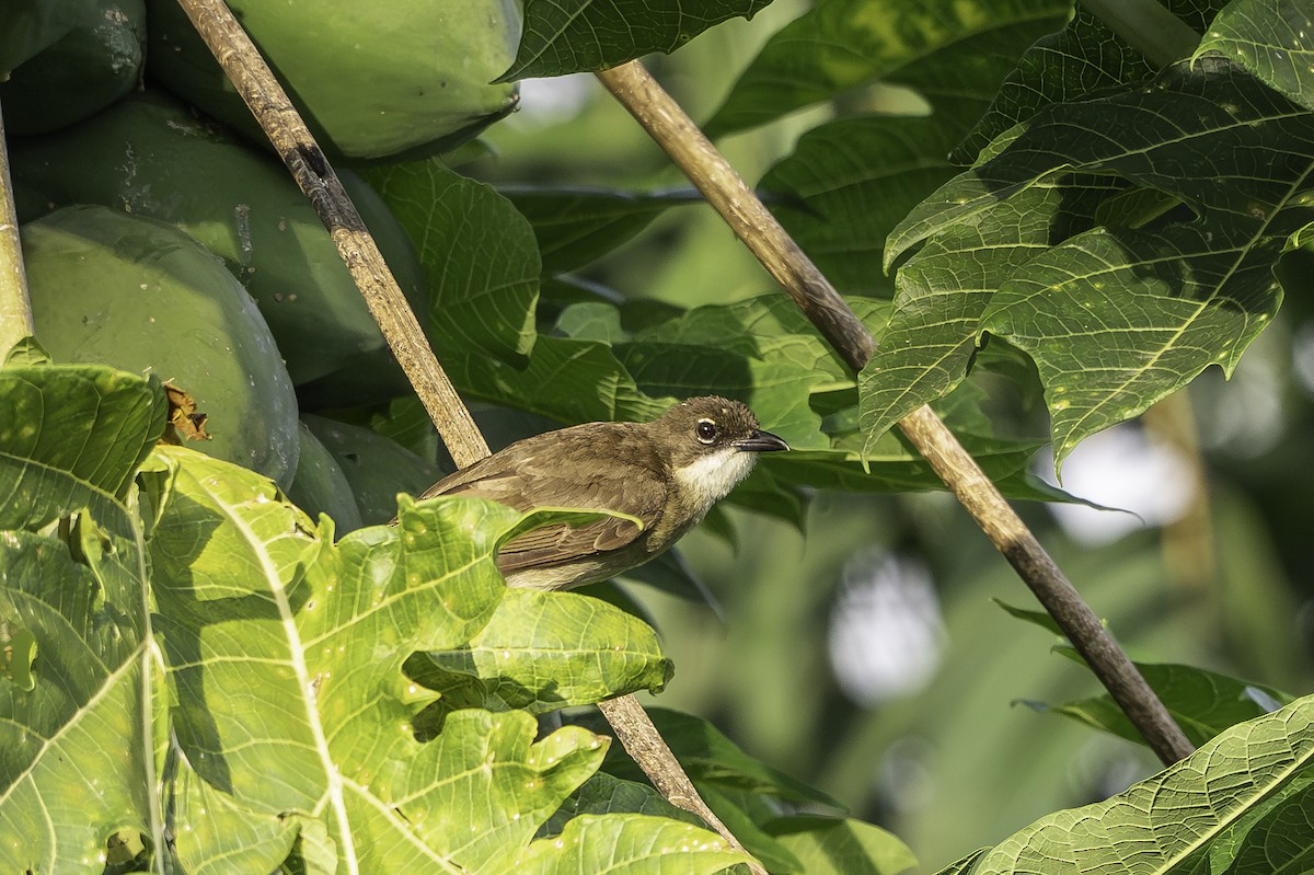 Hartlaubbülbül - ML646858518