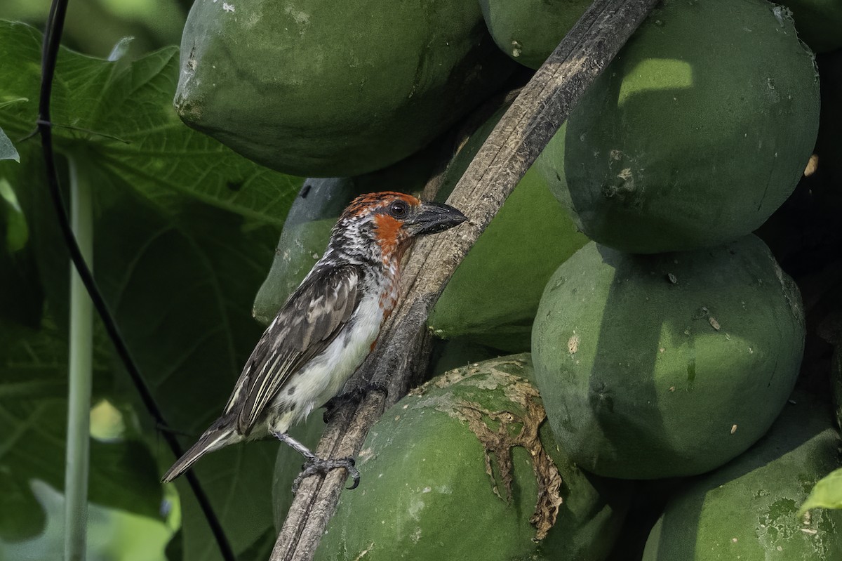 Blutbrust-Bartvogel - ML646858524