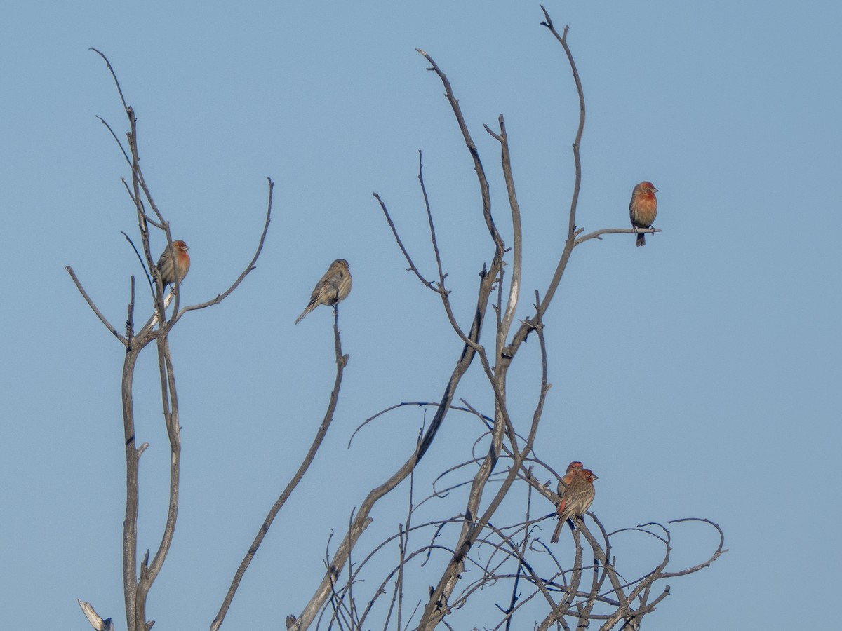 House Finch - ML646858530