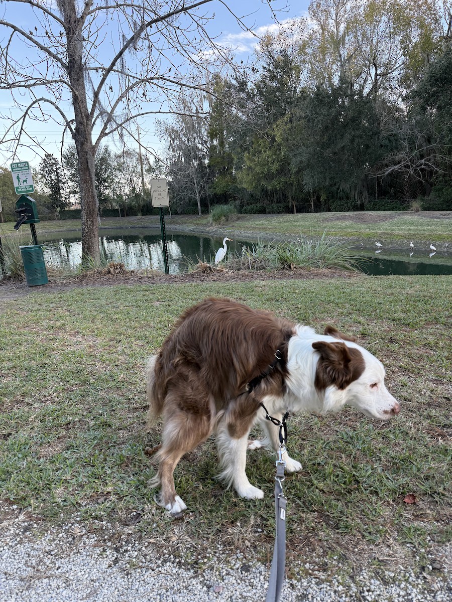 大白鷺 - ML646858533