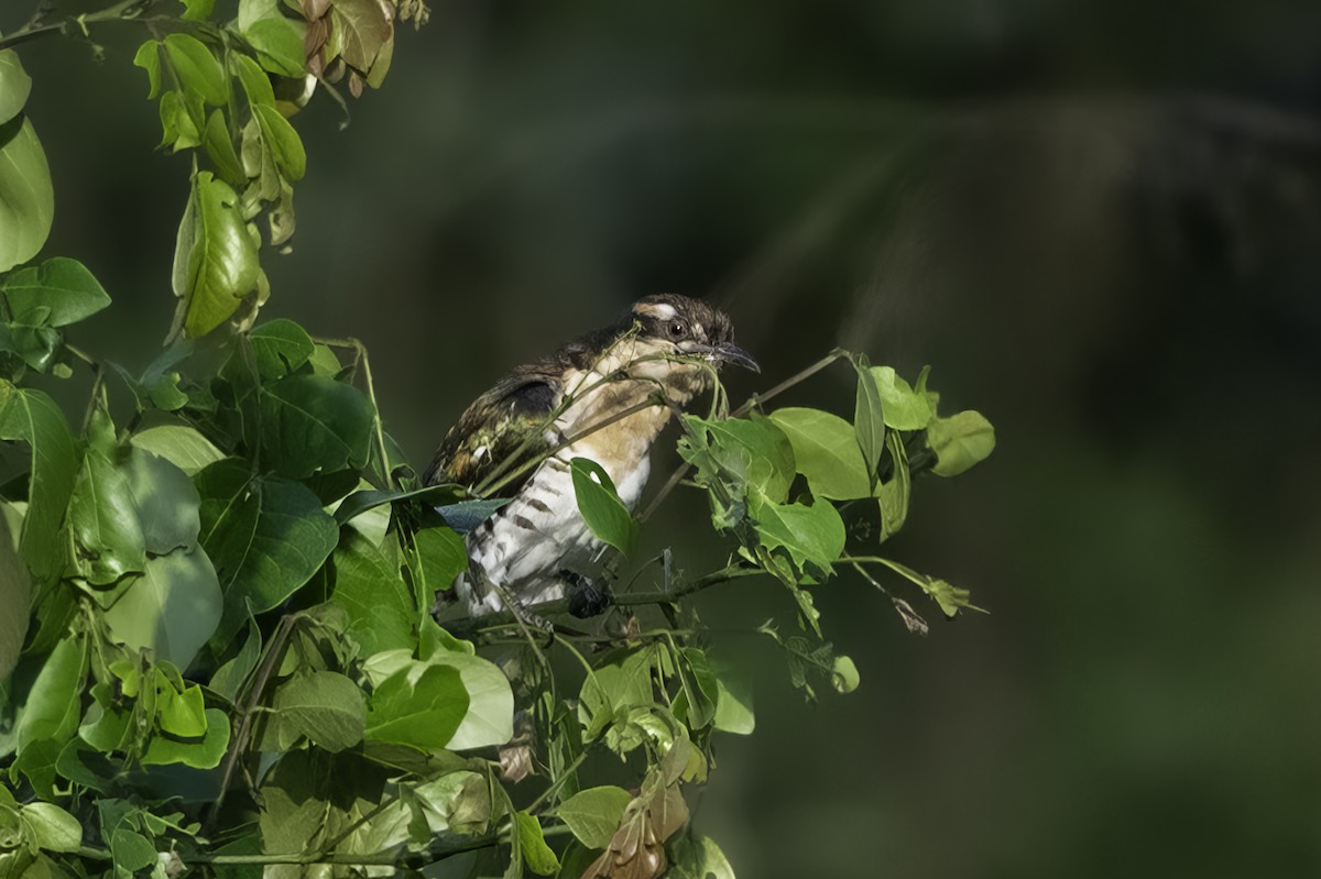 Goldkuckuck - ML646858534