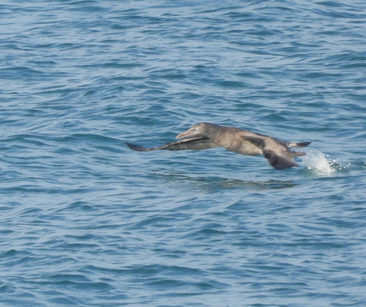 Северная олуша - ML646858546