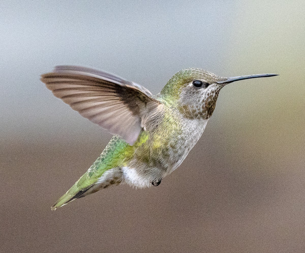 アンナハチドリ - ML646858547