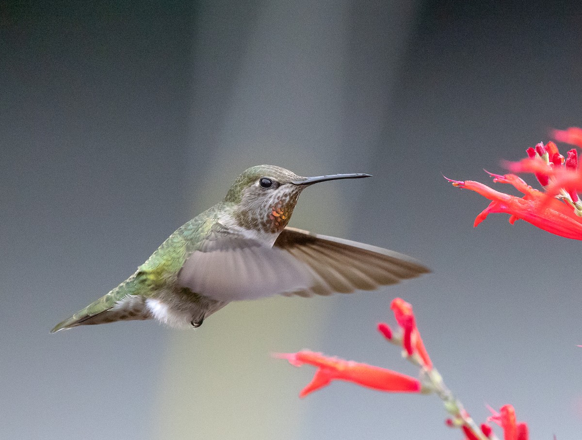 アンナハチドリ - ML646858548