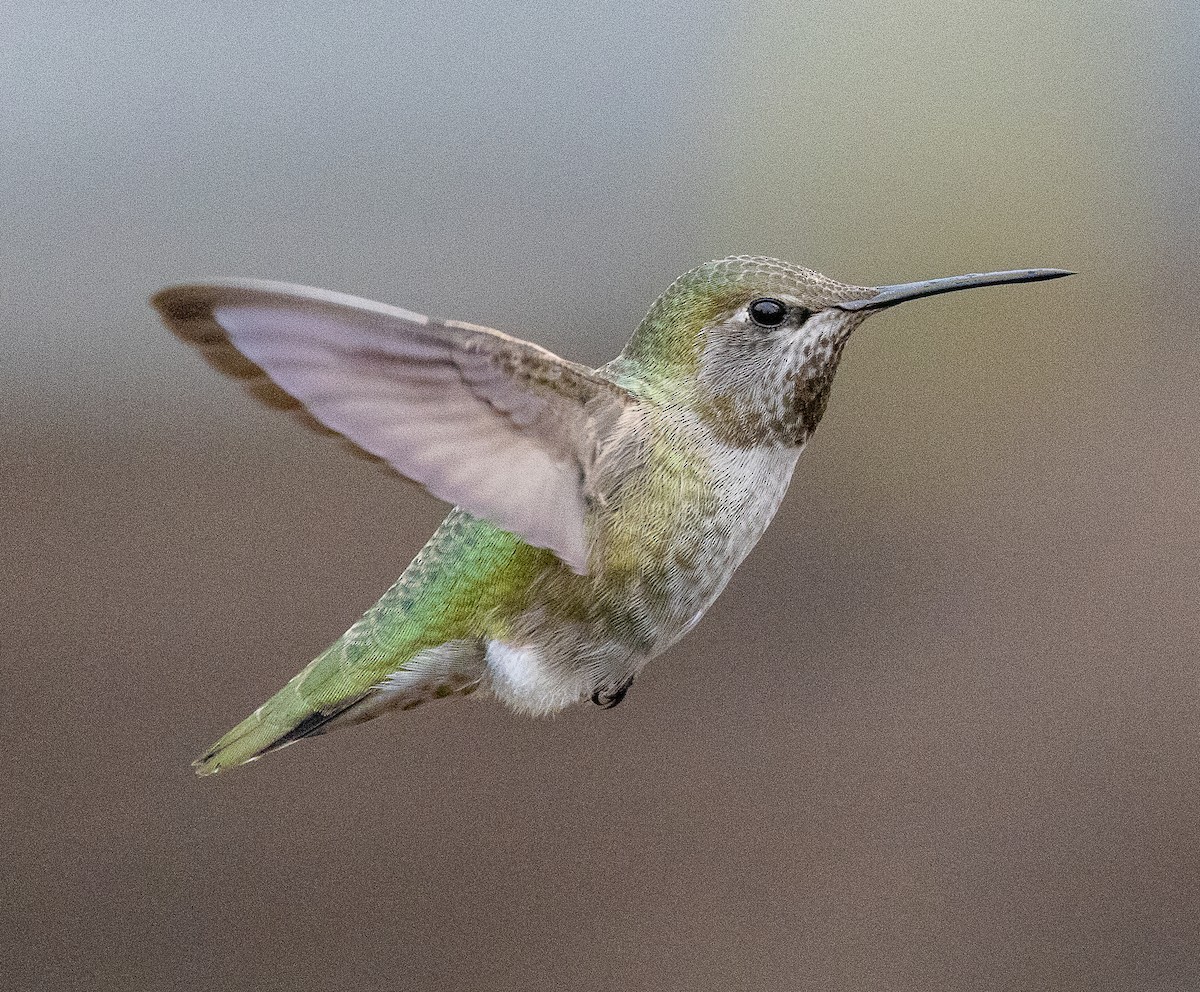 アンナハチドリ - ML646858549