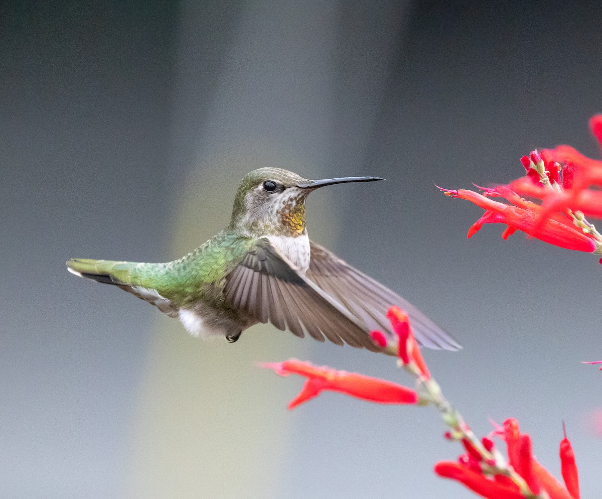 アンナハチドリ - ML646858550