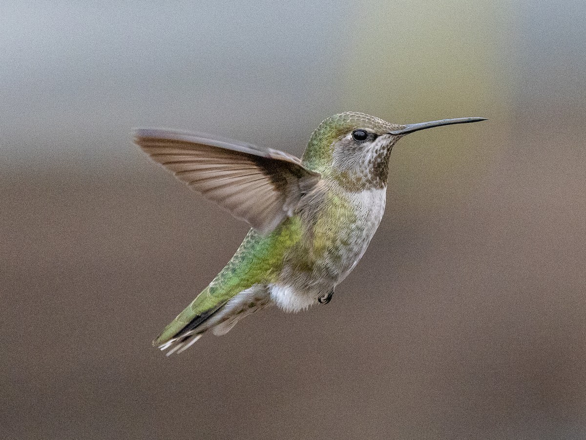 アンナハチドリ - ML646858551