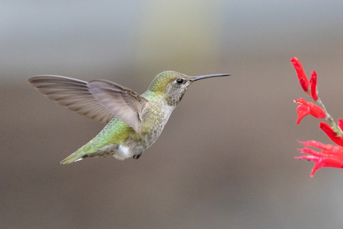 アンナハチドリ - ML646858553