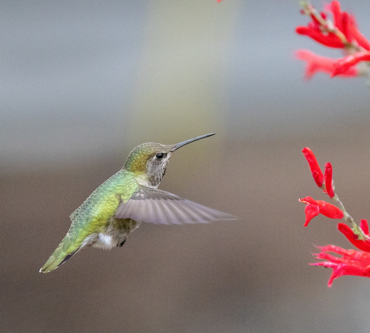 アンナハチドリ - ML646858554