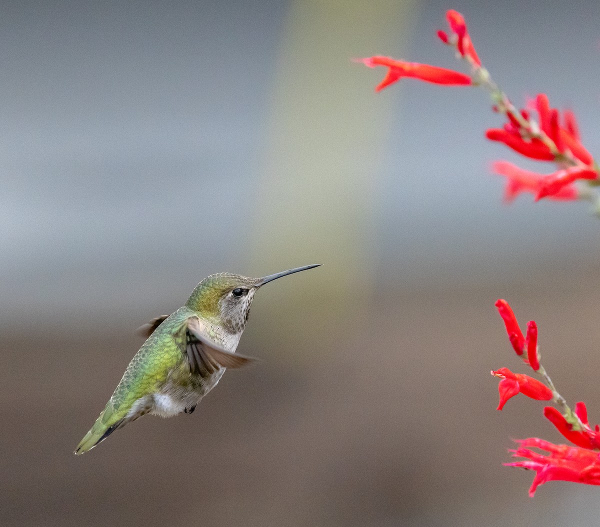 アンナハチドリ - ML646858555