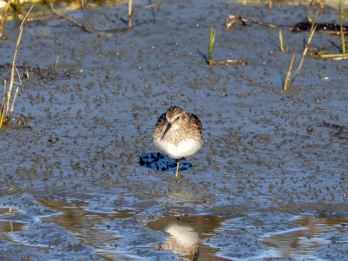 Least Sandpiper - ML646858561