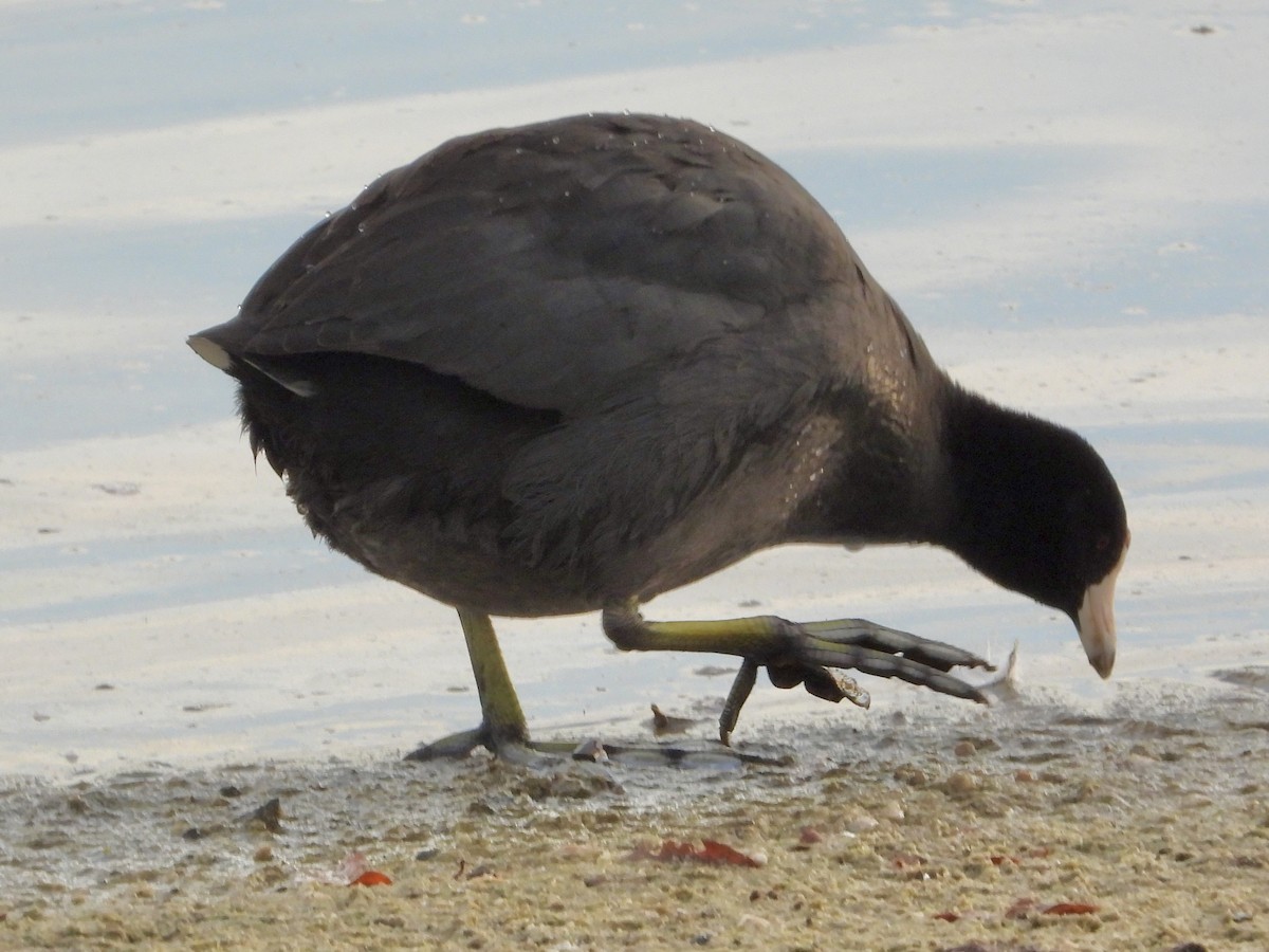 American Coot - ML646858573