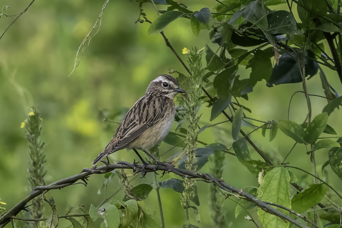 Braunkehlchen - ML646858577