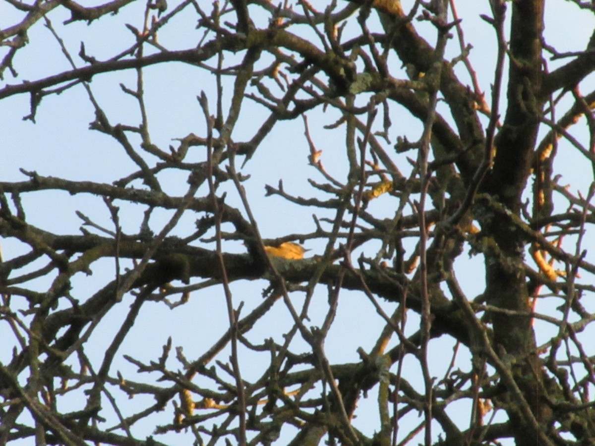 Common Chiffchaff - ML646858585