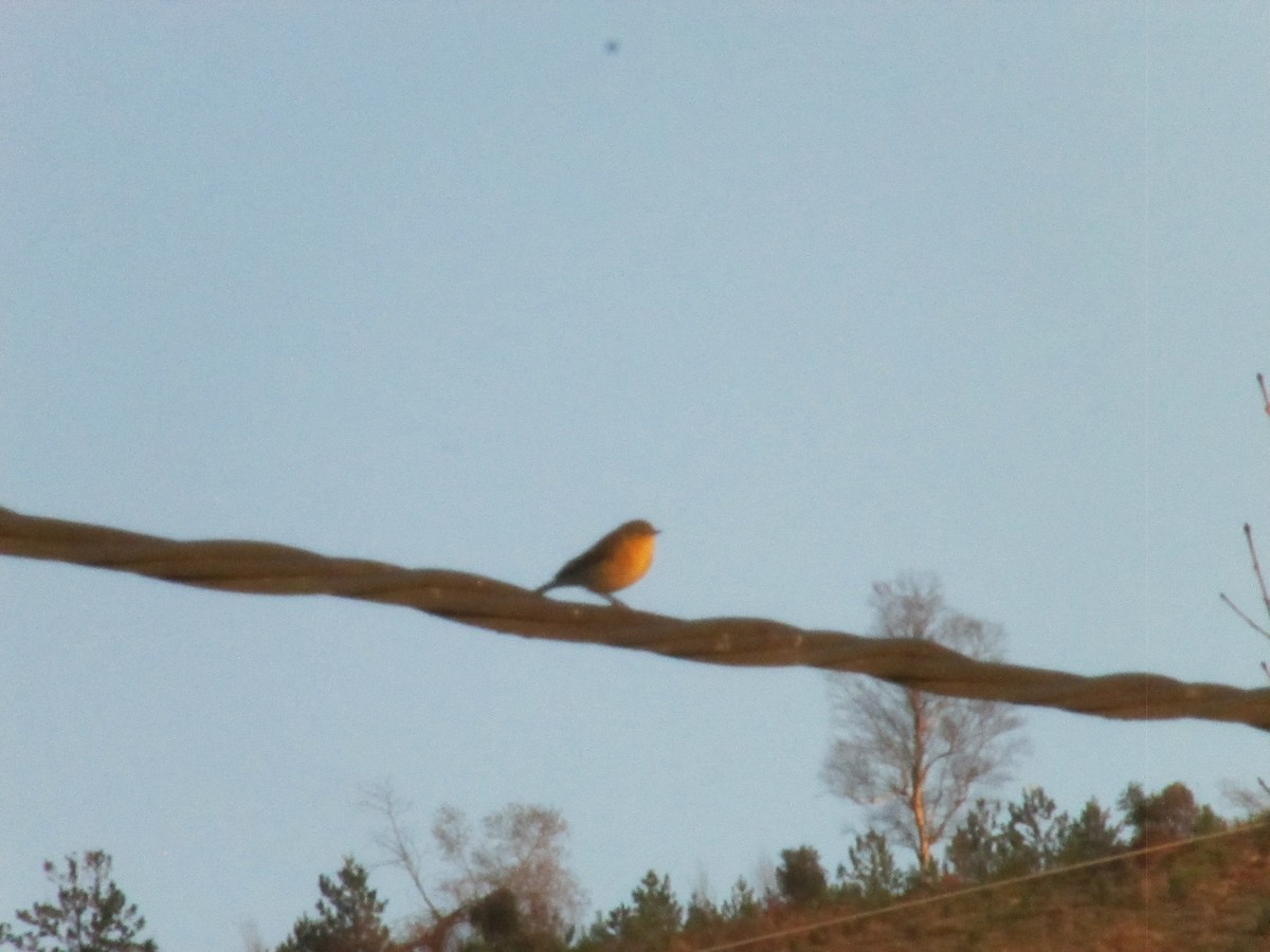 Common Chiffchaff - ML646858586