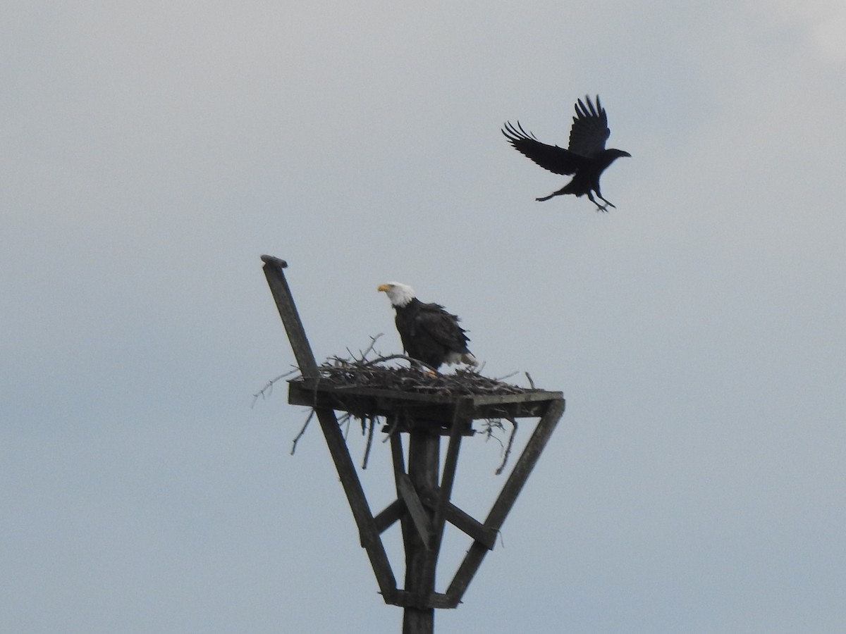 Bald Eagle - ML646858587