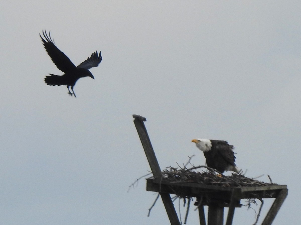 Bald Eagle - ML646858588