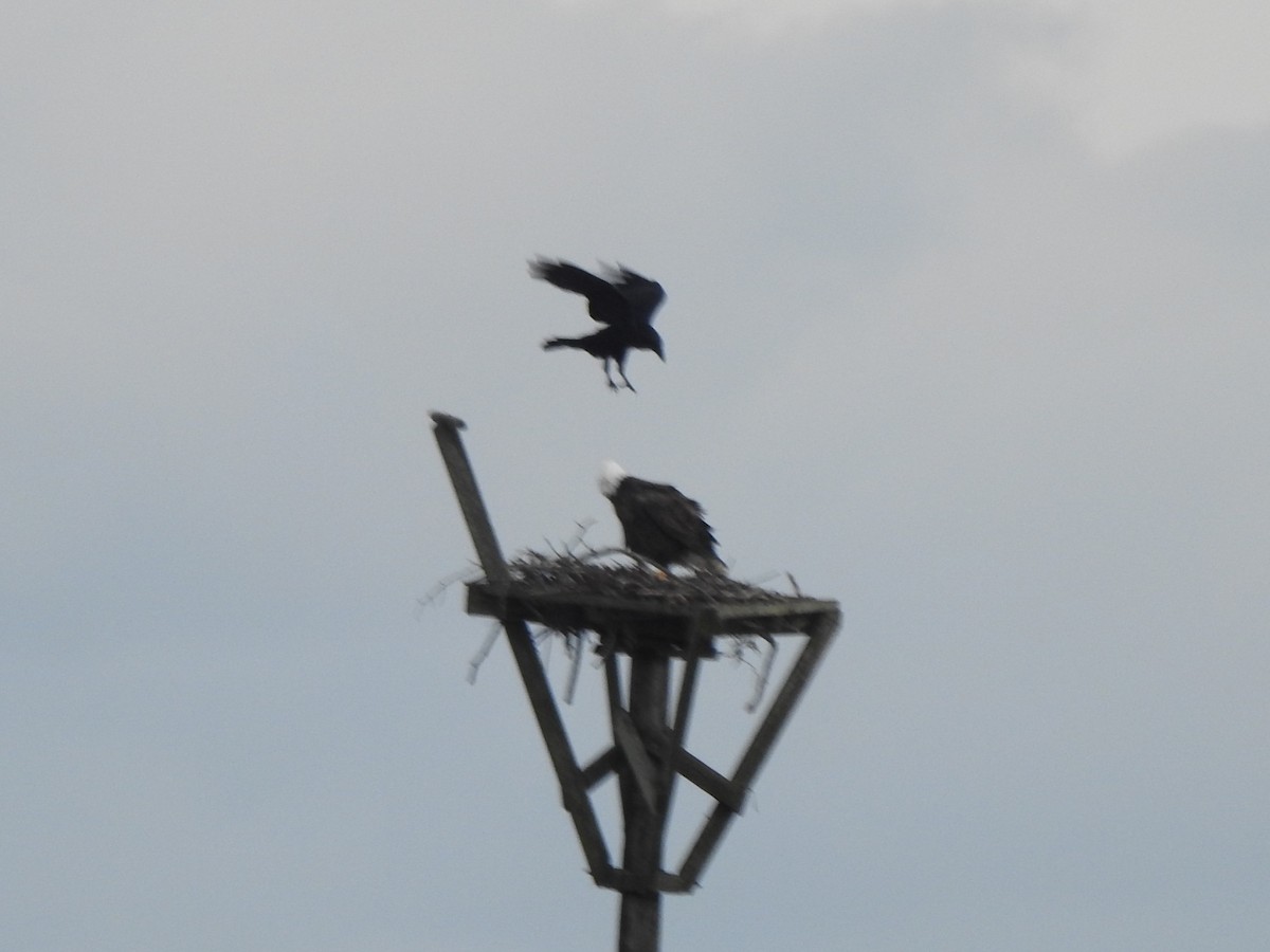 Bald Eagle - ML646858589