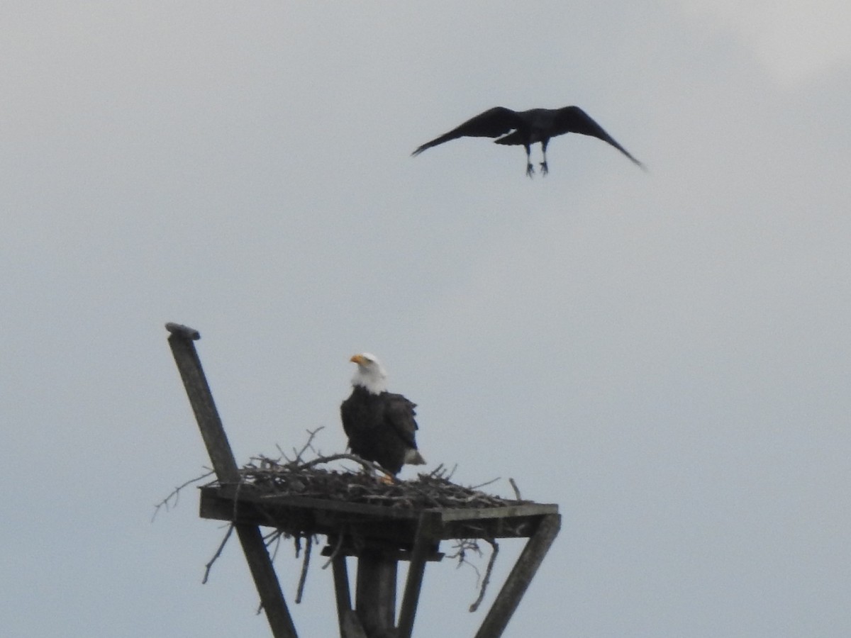 Bald Eagle - ML646858590