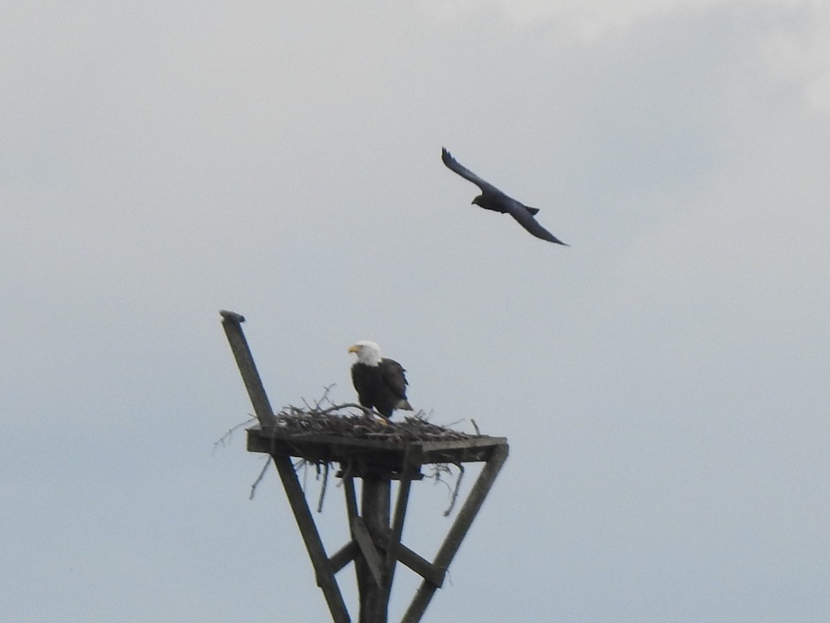 Bald Eagle - ML646858591