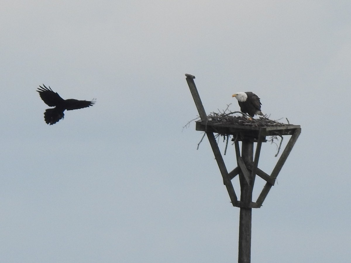 Bald Eagle - ML646858592