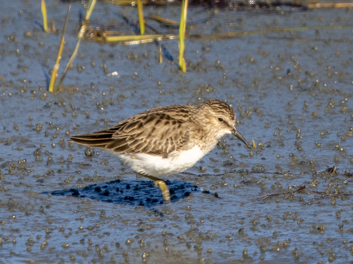 Least Sandpiper - ML646858595