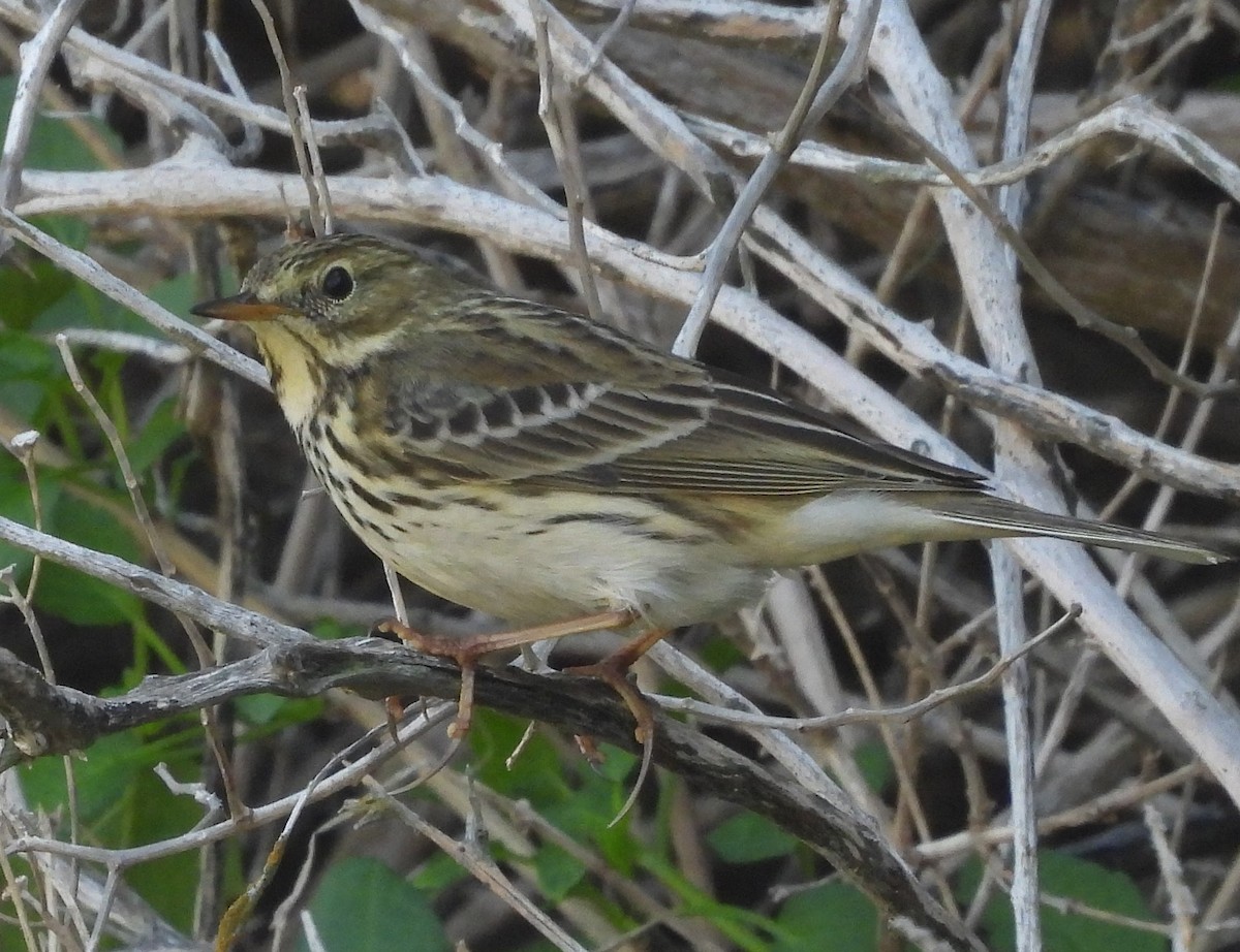 Луговой конёк - ML646858596