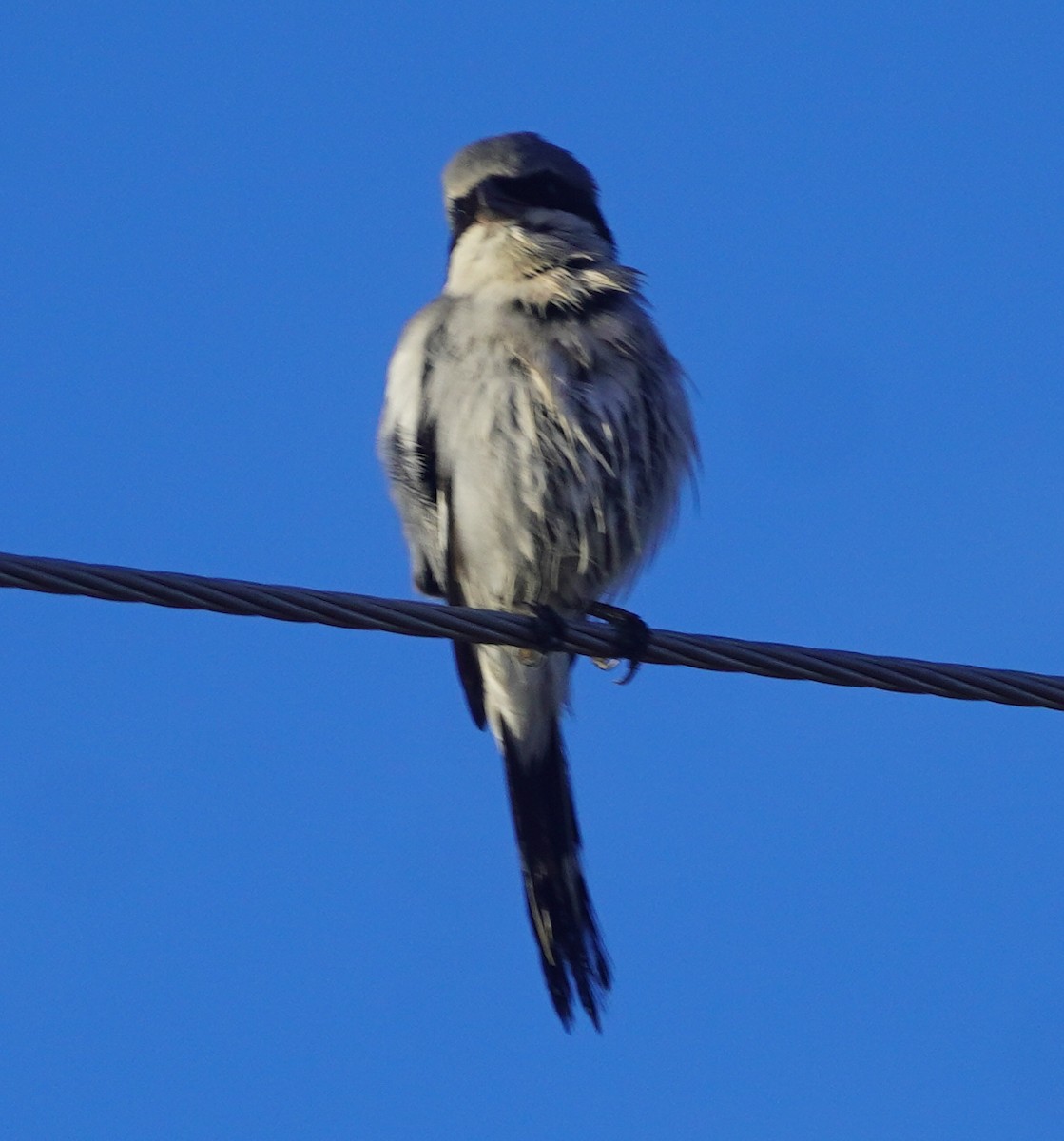 Loggerhead Shrike - ML646858600