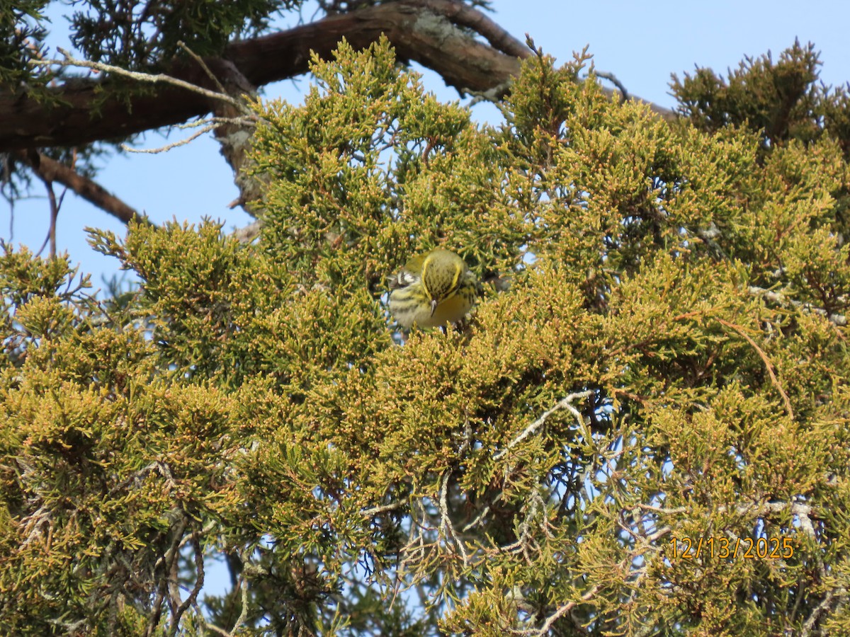Townsend's Warbler - ML646858601