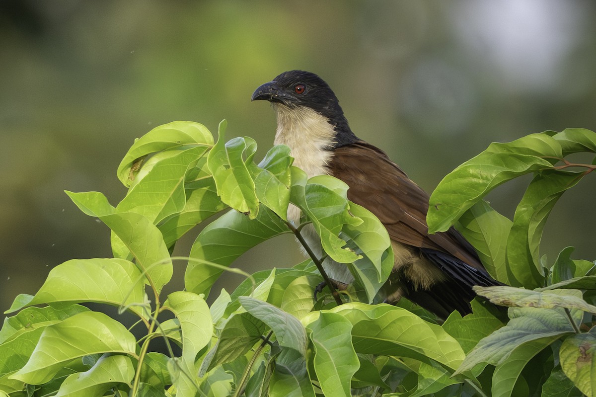 Spornkuckuck - ML646858602