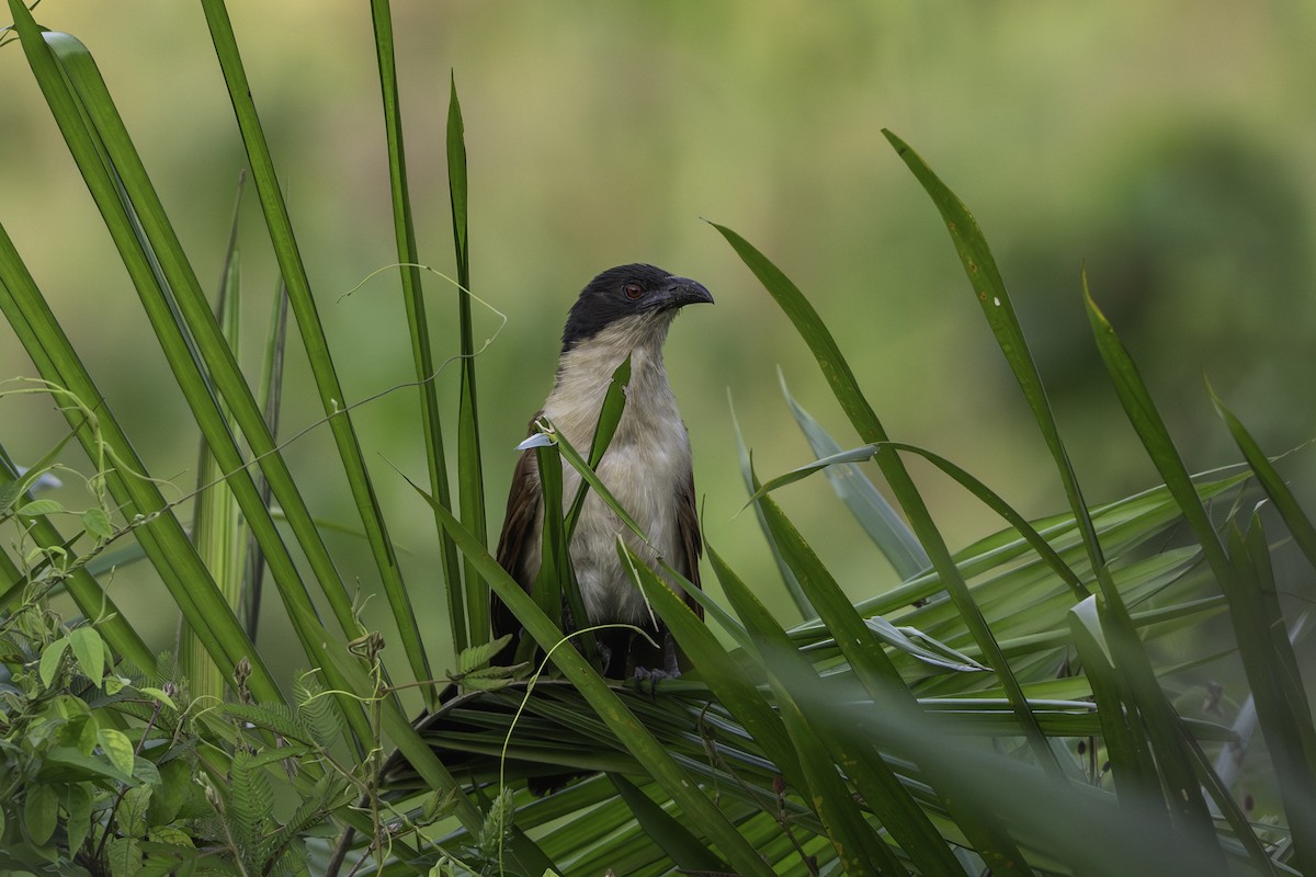 Spornkuckuck - ML646858603