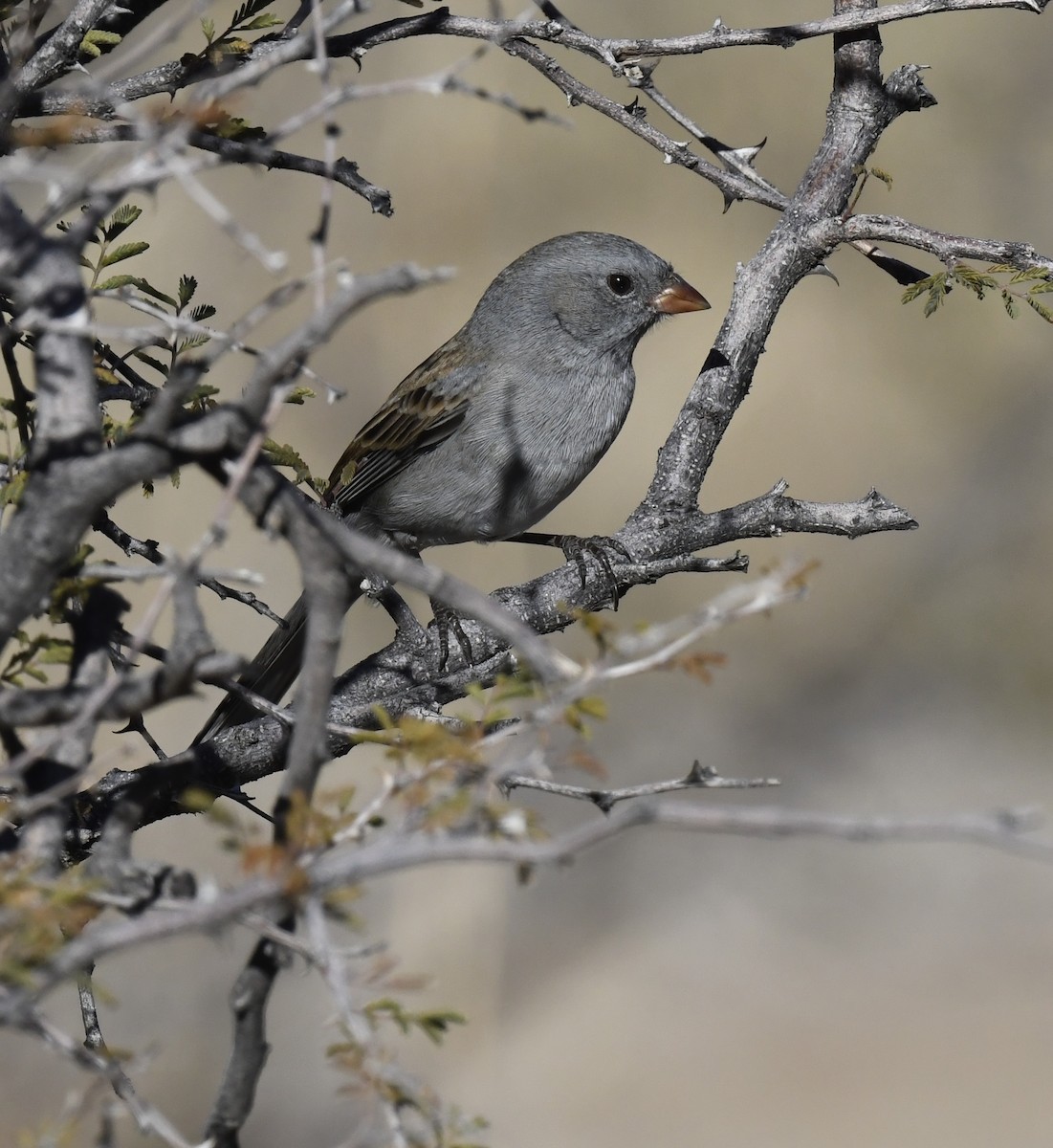 Black-chinned Sparrow - ML646858605