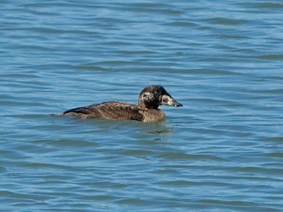 Surf Scoter - ML646858606
