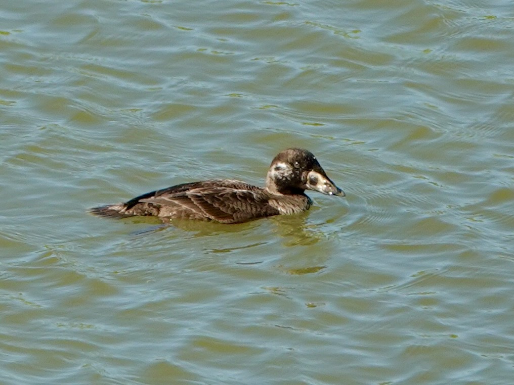 Surf Scoter - ML646858607